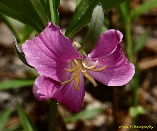 {Trillium catesbaei}